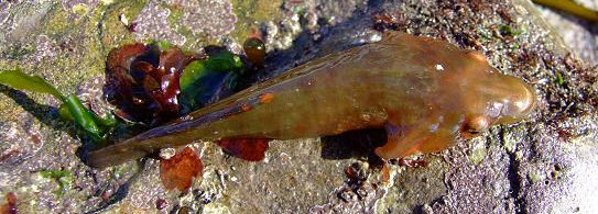 Lepadogaster candolii_b112